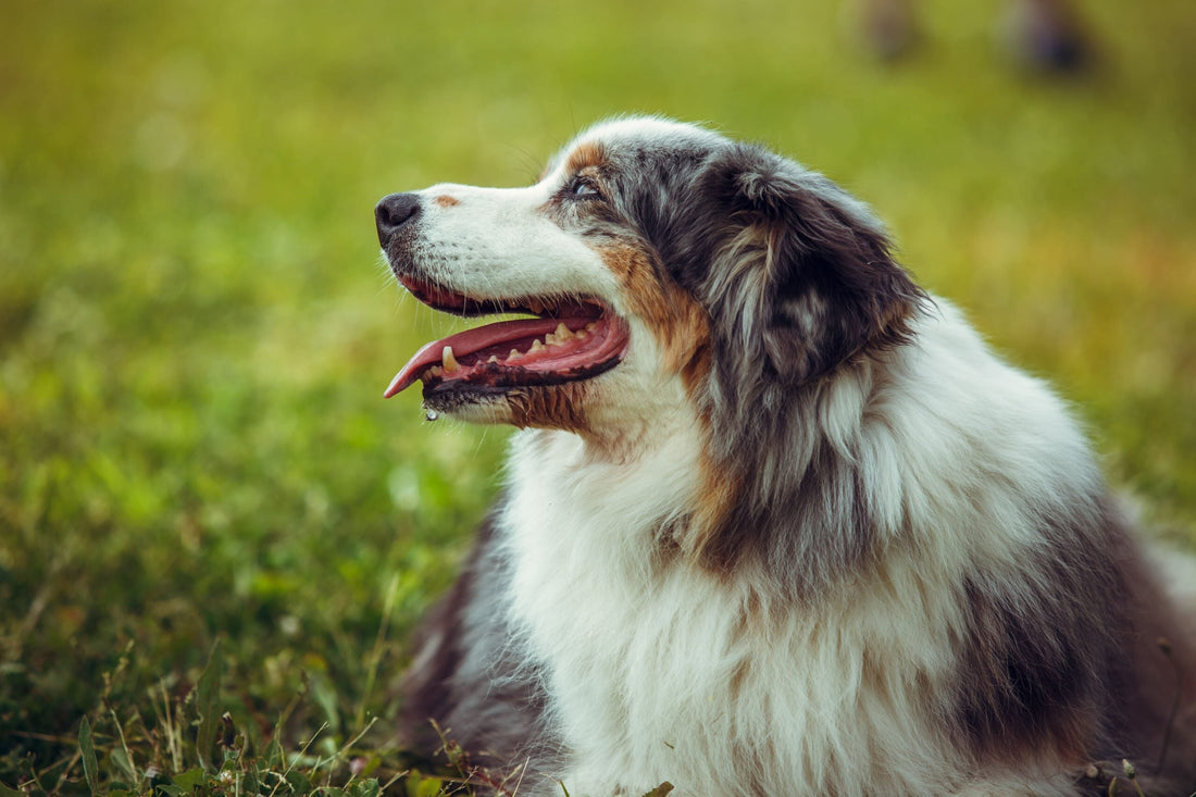 Pourquoi utiliser un logiciel pour éducateur canin ? Les 5 avantages clés