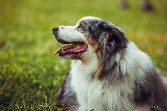 Pourquoi utiliser un logiciel pour éducateur canin ? Les 5 avantages clés