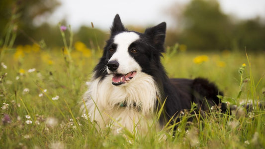 Comment trouver un bon éducateur canin ? 5 critères essentiels